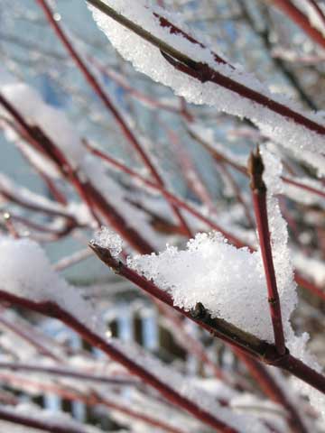 Foto Winter: Zweige mit Schnee bedeckt